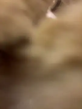 Stripchat sex cam DemoBunny